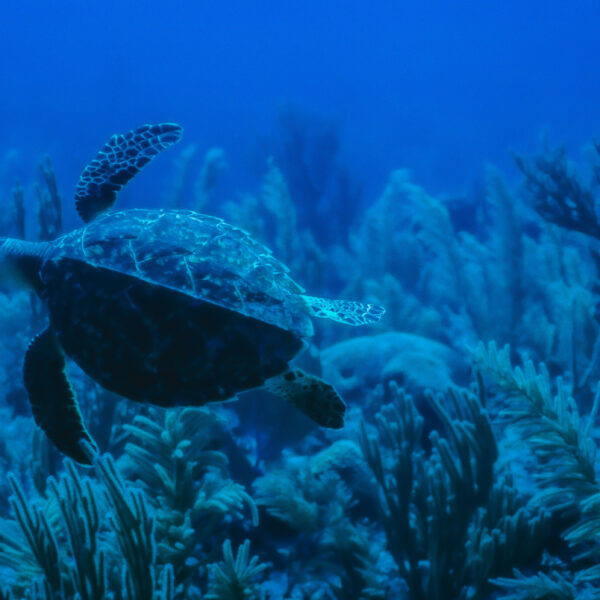 Photograph shows a sea turtle swimming in front of a coral reef. The sea is a deep blue.