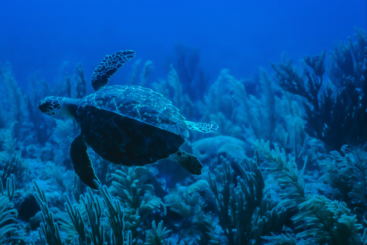 Photograph shows a sea turtle swimming in front of a coral reef. The sea is a deep blue.