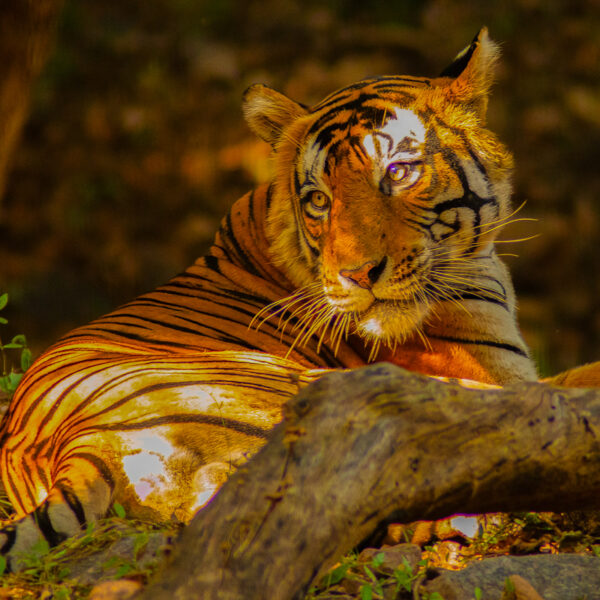 Photograph shows a tiger sitting on a forest floor. Light and shadows play off off the tiger. It looks back and to one side.