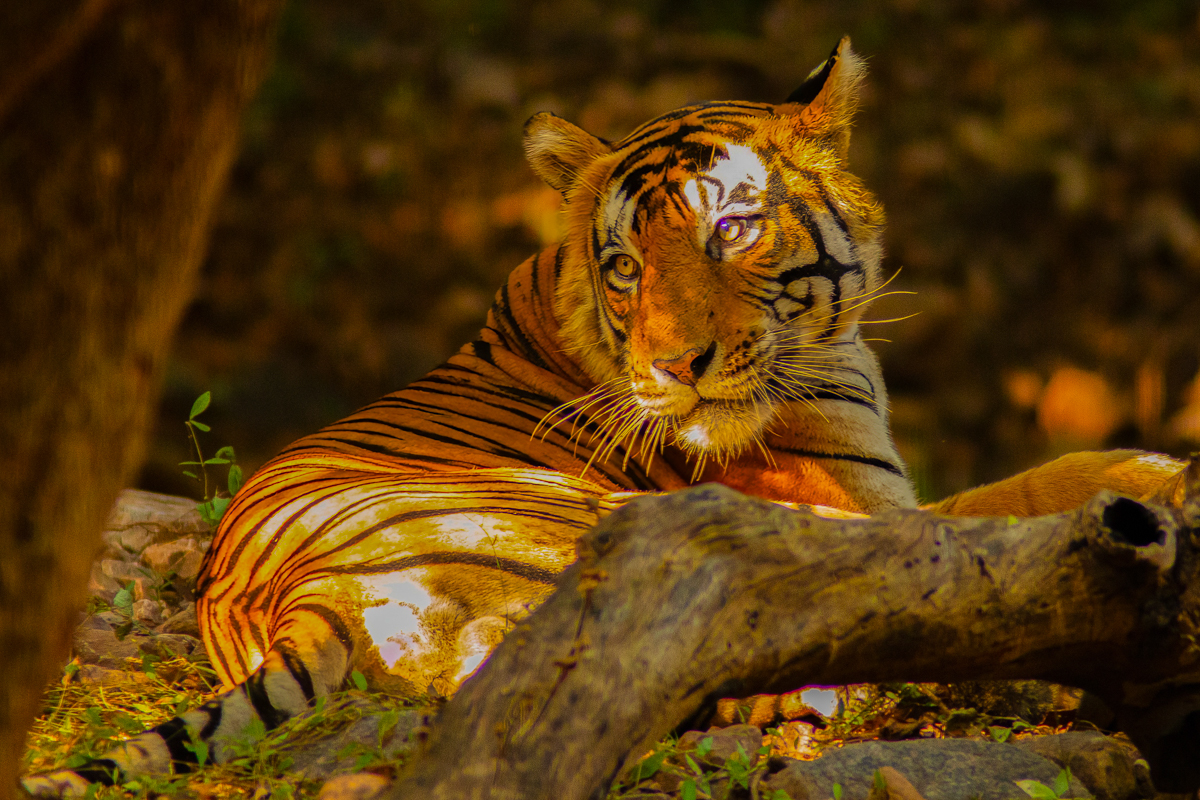 Photograph shows a tiger sitting on a forest floor. Light and shadows play off off the tiger. It looks back and to one side.