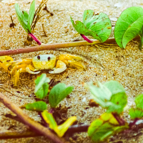 Photograph showing a greenish-yellow crab sitting amid plants on the sand.