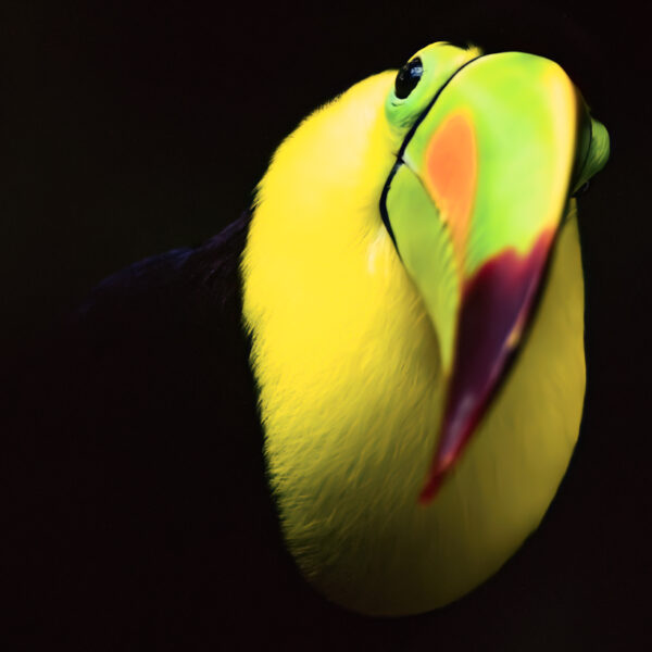 Photograph shows black toucan blending with the darkness behind it. Its yellow-green face and beak look out at the viewer.