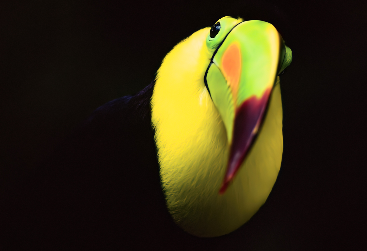 Photograph shows black toucan blending with the darkness behind it. Its yellow-green face and beak look out at the viewer.
