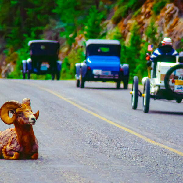 Photograph shows a ram with curled horns seated on a roadway. In the next lane, three old-fashioned cars drive by.