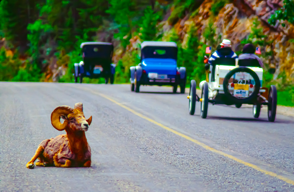 Photograph shows a ram with curled horns seated on a roadway. In the next lane, three old-fashioned cars drive by.