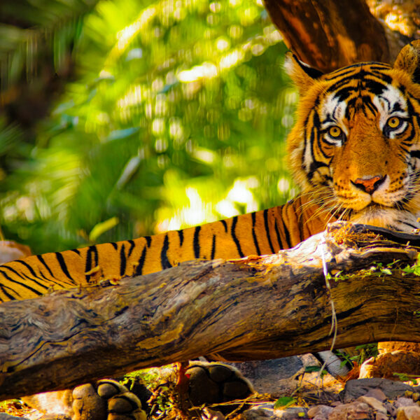 Image shows an orange tiger with black stripes sitting on a tree branch, facing the viewer. There are green leaves behind it.