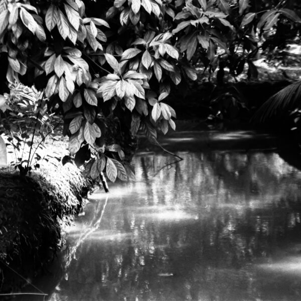 Black and white photograph showing a river with dense foliage. A headless mannequin sits on the bank of the river.