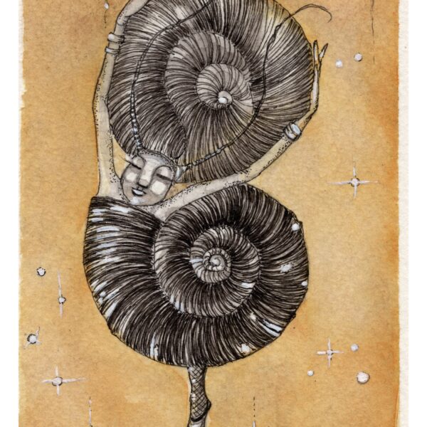 Image shows two snail shells curled together