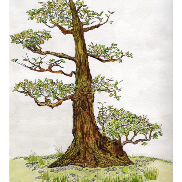 Image showing bonsai tree