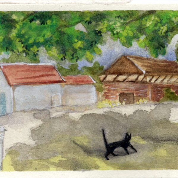 Image shows black cat walking along path in front of buildings
