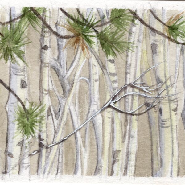 Image shows white trees with green needle leaves