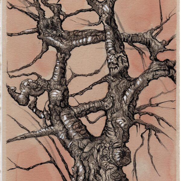 Sketch of a tree without leaves