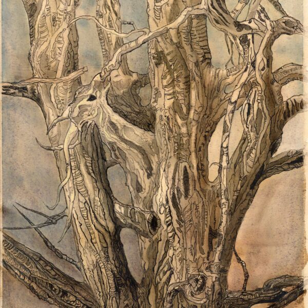 Image showing a leafless tree with many gnarled branches