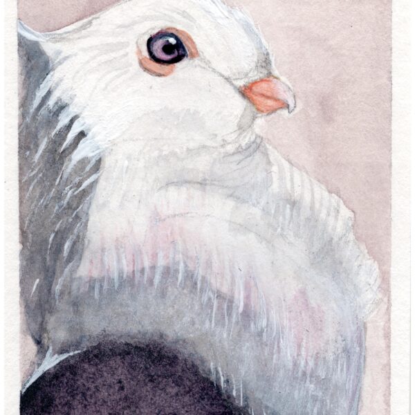 Anne Goldmann - Pigeon Portrait 1