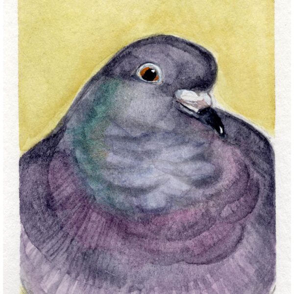 Painting showing portrait of pigeon