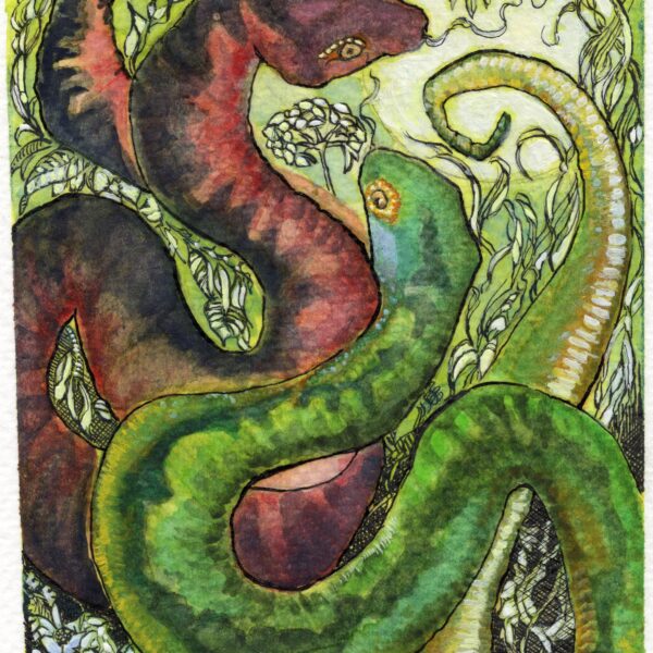 Image shows large brown and green snakes