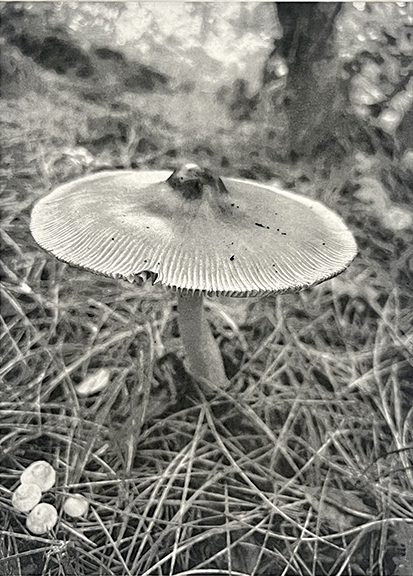 Marian Harris - In The Wild