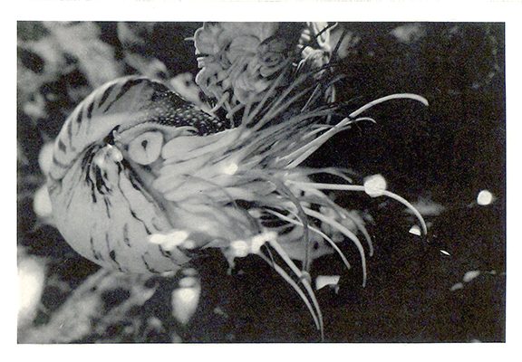 Marian Harris - Nautilus Dream