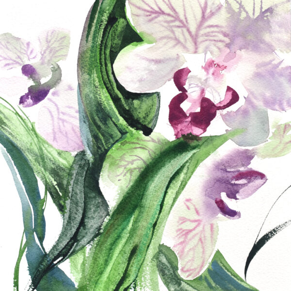 Julie Cohn - Alluring Orchids
