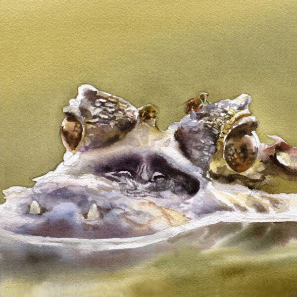 Julie Cohn - Crusty Caiman