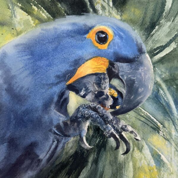 Julie Cohn - Hyacinth Macaw