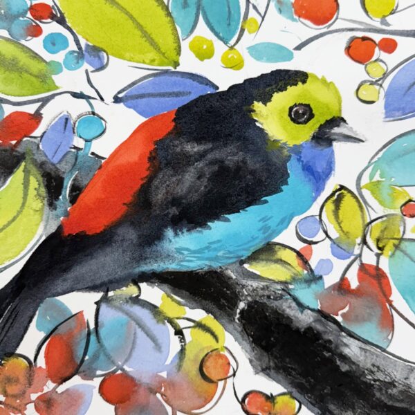 Julie Cohn - Paradise Tanager