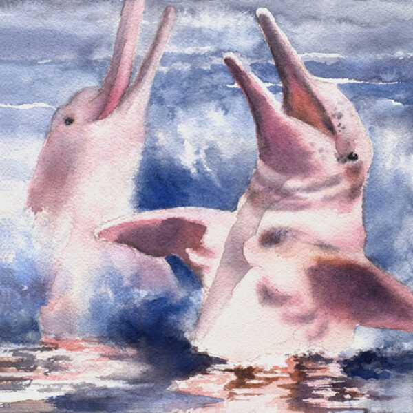 Julie Cohn - Pink Dolphins (Botos)
