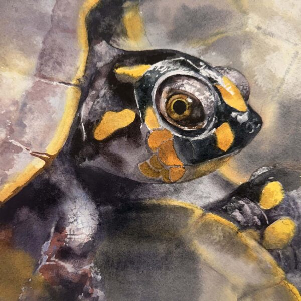 Julie Cohn - Yellow Spotted Amazon River Turtle