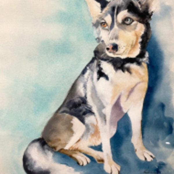 Donna Davies - Siberian Husky