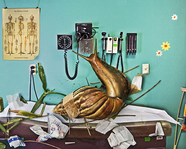 Gail Skoff - Sink snail