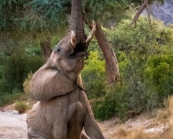 Artist: Shirley Sanderson
Title: Acrobatic Elephant, Namibia
Size: 12” x 18”
Media: photograph on archival luster paper