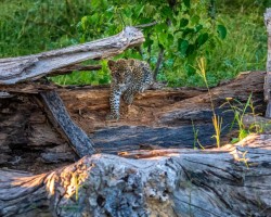 Artist: Shirley Sanderson
Title: Leopard Cub, Botswana
Size: 12” x 18”
Media: photograph on archival luster paper