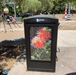 Dahlias by Anne Fallin - Orinda Library Plaza (near Cafe Teatro)