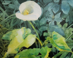 Artist: Barbara Lind
Title: Calla Lily
Size: 15” w x 12” h
Media: Watercolor
Price: $800