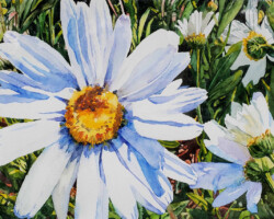 Artist: Barbara Lind
Title: Shasta Daisies
Size: 16” w x 15” h
Media: Watercolor
Price: $600