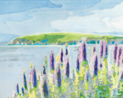 Artist: Alix Watson
Title: Bodega Head Pride of Madeira
Medium: Watercolor on paper Giclee
Size: 11.25” x 15”
$100 unframed 11.25” x 15”
$250 unframed 22.5” x 30”