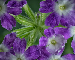Artist: Barbara Brady-Smith
Title: A World Within
Size: 16” x 20"
Medium: Photograph mounted on styrene
Price: $150