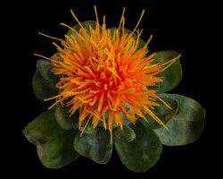 Artist: Barbara Brady-Smith
Title: Burst of Orange
Size: 12” x 12"
Medium: Photograph mounted on styrene
Price: $85