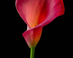 Artist: Barbara Brady-Smith
Title: Calla Lily on Black
Size: 16” x 24"
Medium: Photograph mounted on styrene
Price: $210