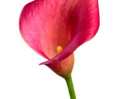 Artist: Barbara Brady-Smith
Title: Calla Lily on White
Size: 16” x 24"
Medium: Photograph mounted on styrene
Price: $210