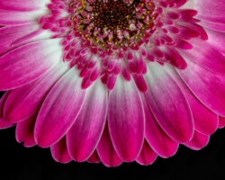 Artist: Barbara Brady-Smith
Title: Shy Blossom
Size: 20” x 30"
Medium: Photograph mounted on styrene
Price: $240