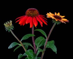 Artist: Barbara Brady-Smith
Title: Siblings
Size: 16” x 20"
Medium: Photograph mounted on styrene
Price: $150