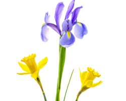 Artist: Barbara Brady-Smith
Title: Spring's Trio
Size: 12” x 12"
Medium: Photograph mounted on styrene
Price: $85