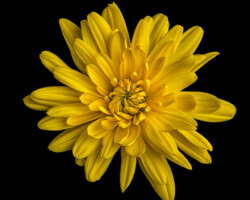 Artist: Barbara Brady-Smith
Title: Sunburst
Size: 16” x 16"
Medium: Photograph mounted on styrene
Price: $140