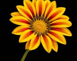 Artist: Barbara Brady-Smith
Title: The Golden Bloom
Size: 16” x 16"
Medium: Photograph mounted on styrene
Price: $140