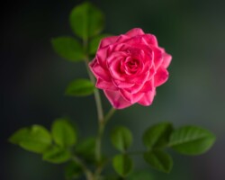 Artist: Barbara Brady-Smith
Title: Velvet Kiss
Size: 16” x 16"
Medium: Photograph mounted on styrene
Price: $140