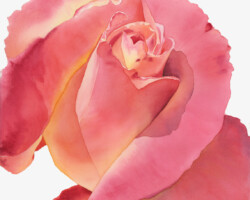 Artist: Alix Watson
Title: Pandemic Petals
Medium: Watercolor on paper Giclee
Size: 11.25” x 15”
$100 for unframed 11” x 14”
$250 for unframed 22.5” x 30”