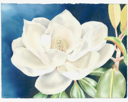 Artist: Alix Watson
Title: “Pearlescent Magnolia”
Medium: Watercolor on paper, original
Size: 22.5” x 30”
Original: Not for sale
$250 for 22.5” x 30” unframed Giclee
$100 for 11.25” x 15” unframed Giclee