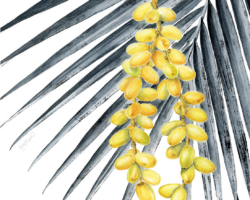 Artist: Latifat Titilayo Apatira
Title: date | tamr | تمر
Size: 17" x 21" Framed
Medium: Botanical Sample, Ink, Watercolor
Price: $225