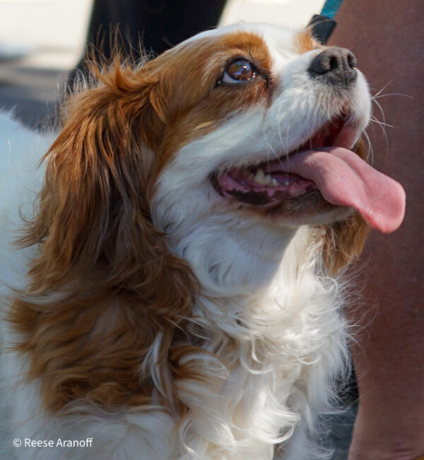 Reese Aranoff - Dog